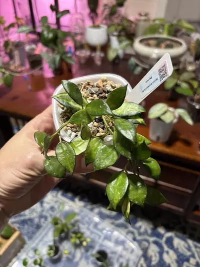 plant/#245 Hoya Lacunosa Illumi. Rooted in pon-0-thumbnail