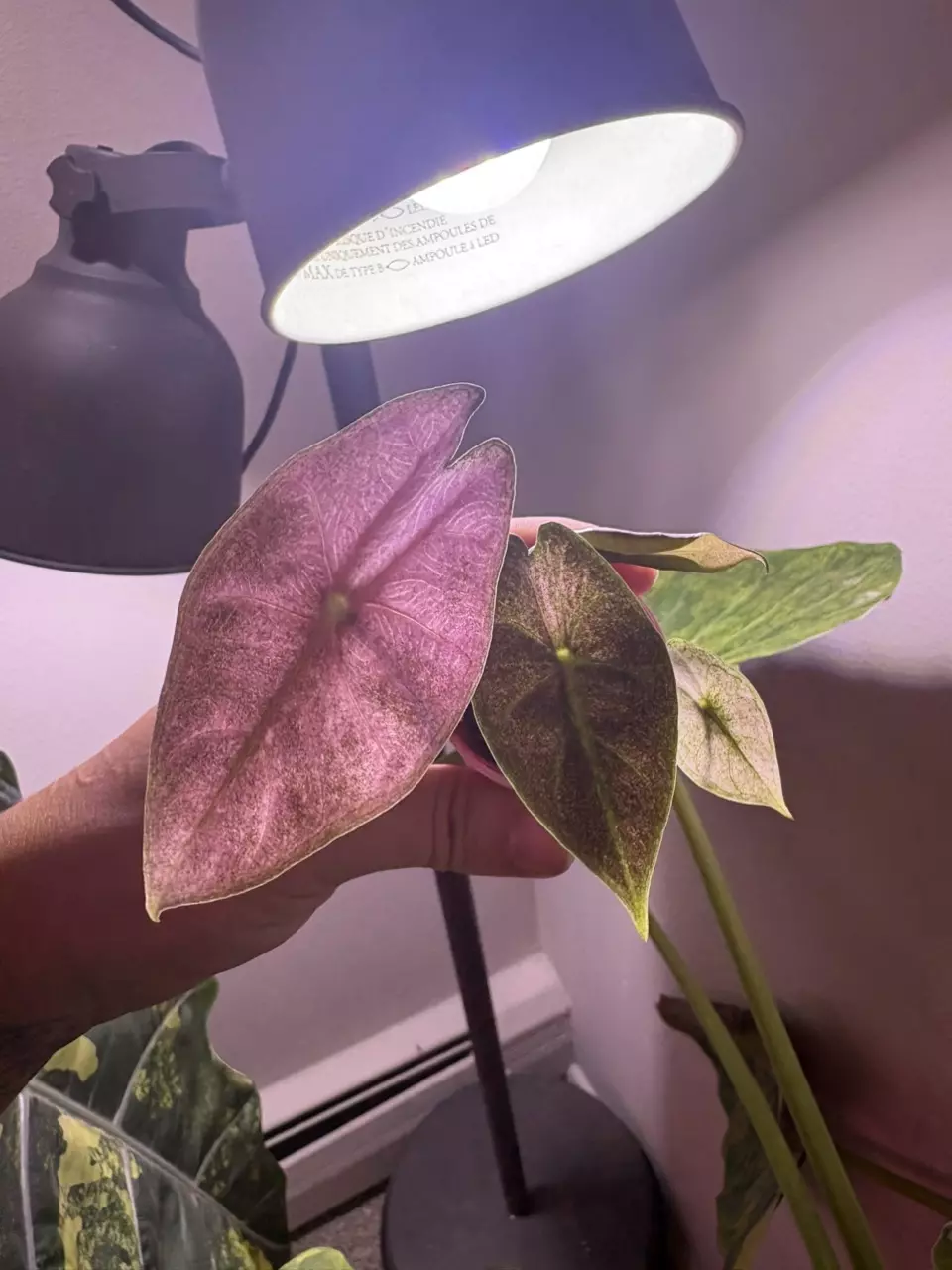 plant/✨Alocasia Pink Dragon Silver✨-2