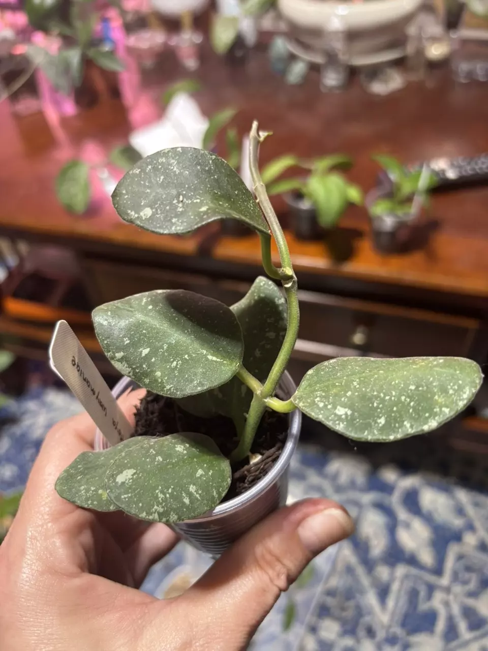 plant/#249 Hoya Waymaniae. Rooted in TFF-0