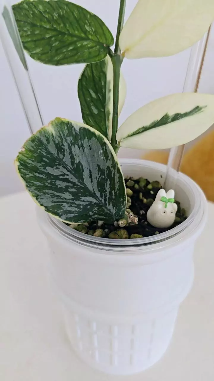 plant/Hoya Polyneura Jasminka (Plant B)-1