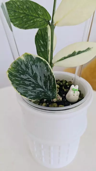 plant/Hoya Polyneura Jasminka (Plant B)-1-thumbnail