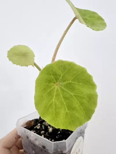 plant/Begonia Peltata-2-thumbnail