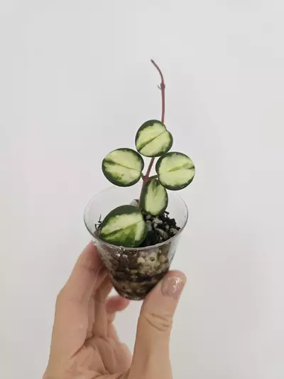 plant/Hoya Mathilde Variegated-2-thumbnail