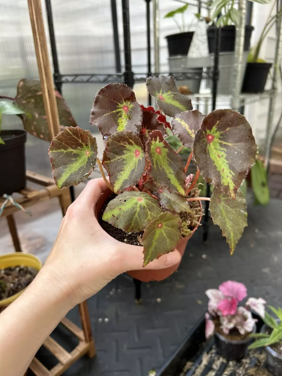 plant/Begonia ‘Boyfriend’-0