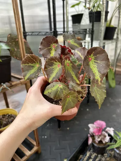 plant/Begonia ‘Boyfriend’-0-thumbnail