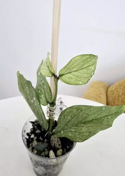 plant/Hoya Polyneura Silver Broget-3-thumbnail