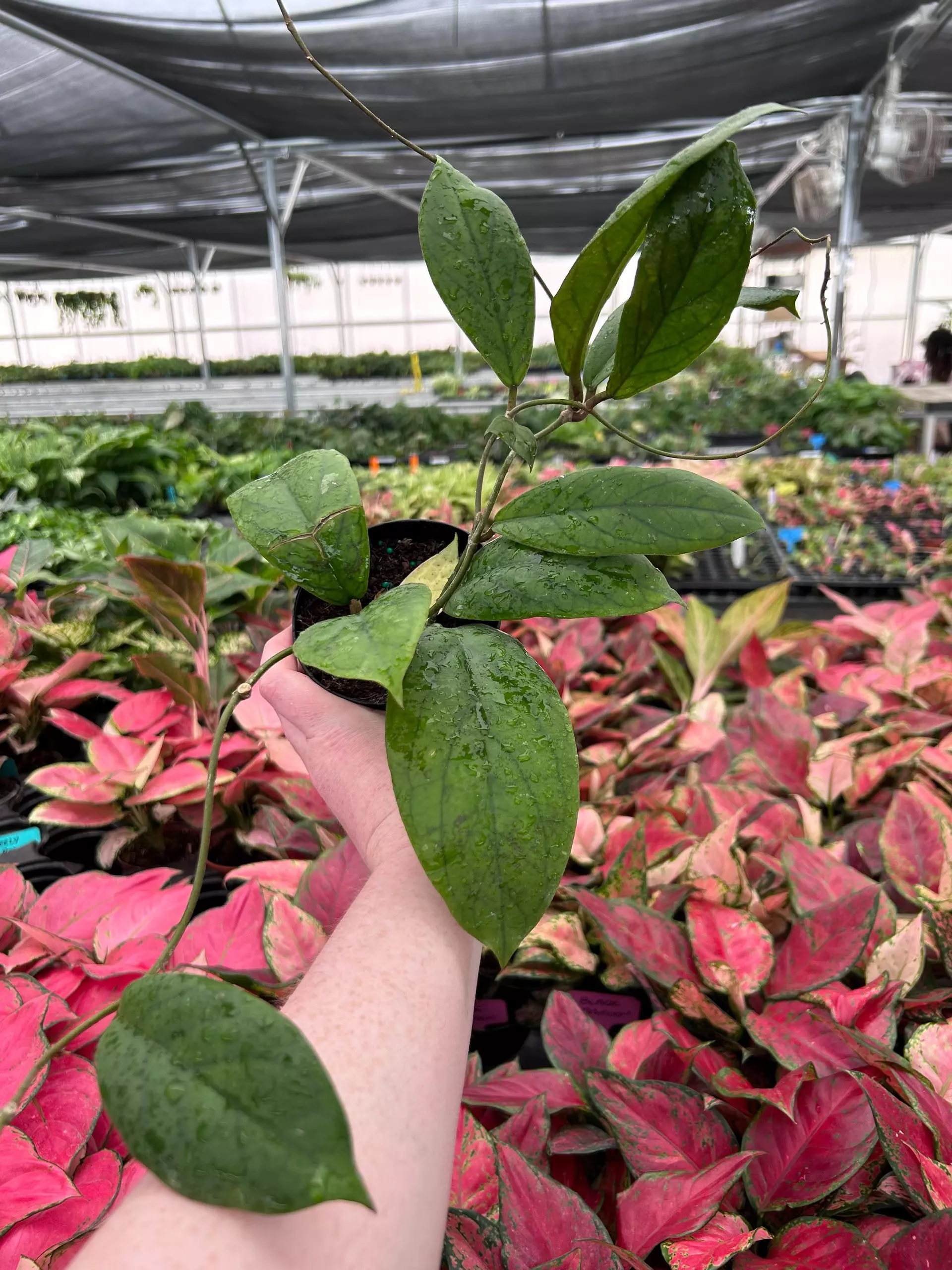 plant/Hoya Vitellinoides 4" Pot Growers Choice N5-0