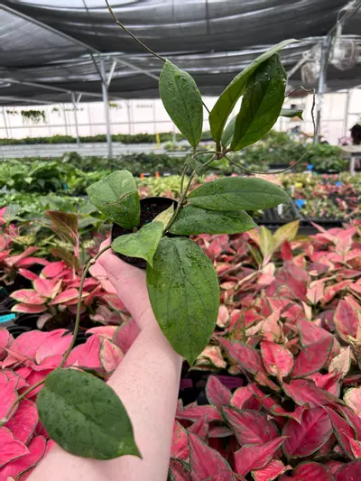 plant/Hoya Vitellinoides 4" Pot Growers Choice N5-0-thumbnail
