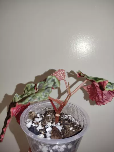 plant/Begonia chlorostica red form-3-thumbnail