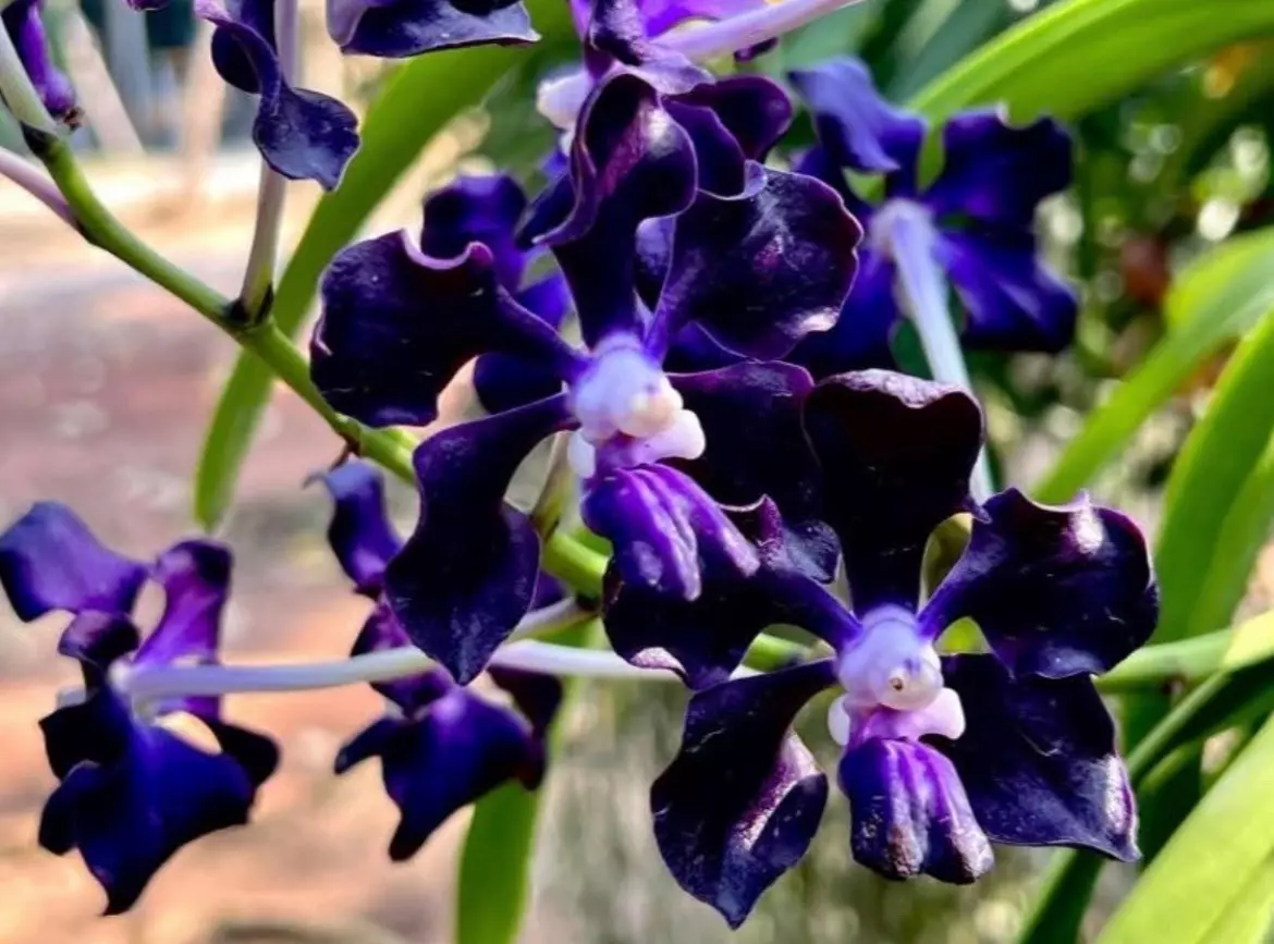 plant/Vanda black star orchid- blooming size-0