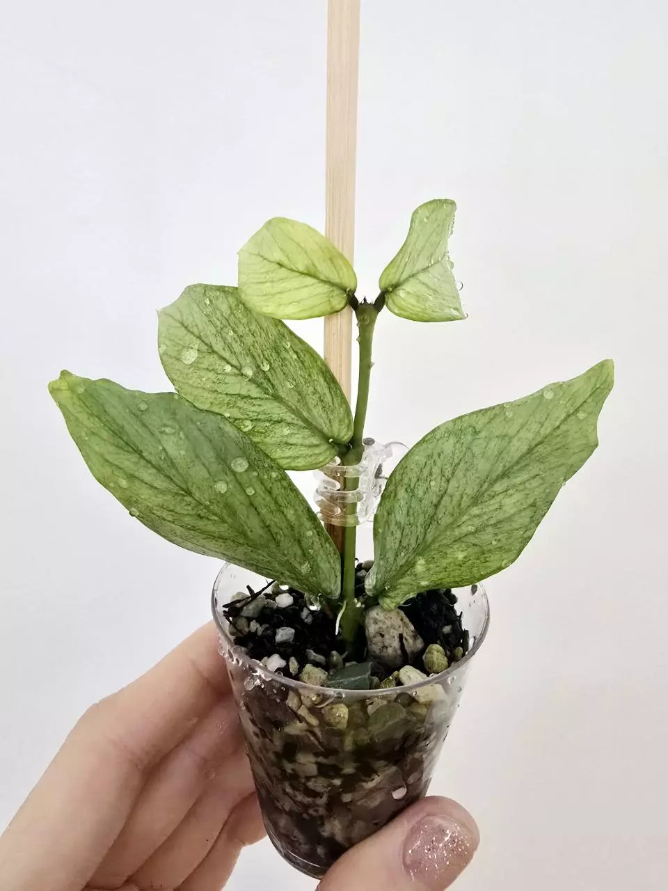 plant/Hoya Polyneura Silver Broget-8