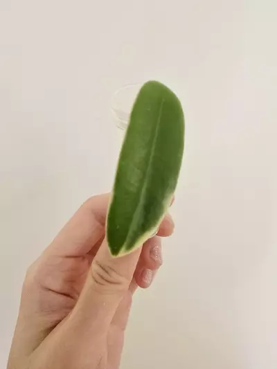 plant/Hoya Lyi Prism-3-thumbnail