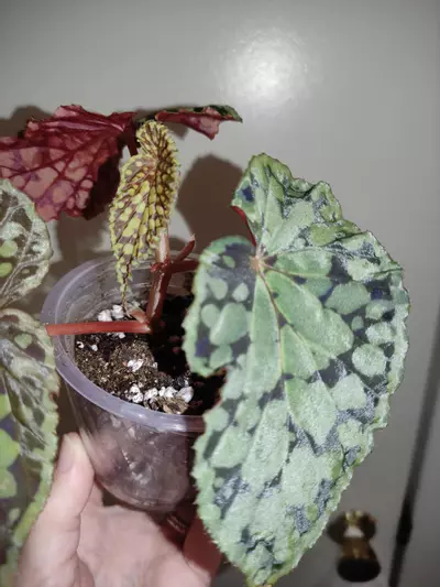 plant/Begonia chlorostica red form-2-thumbnail