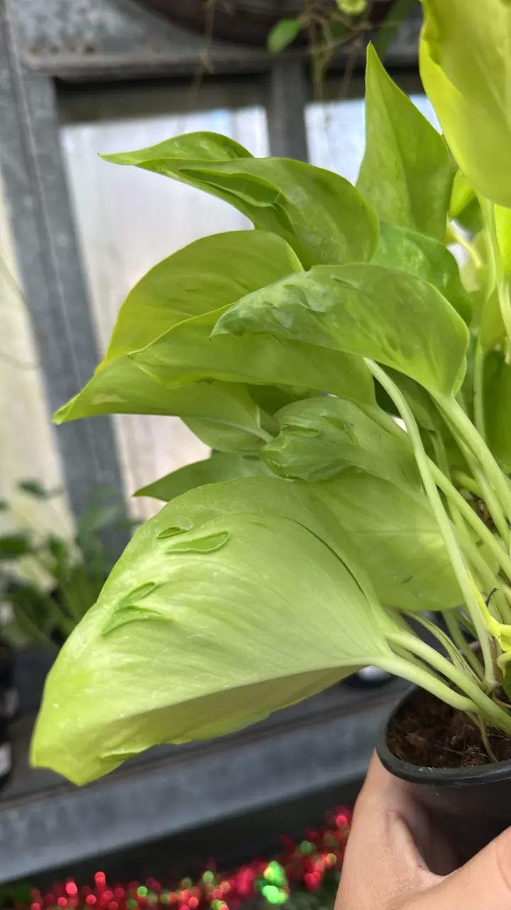 plant/Pothos São Paulo 4”-1