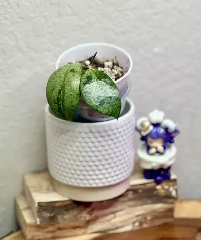 plant/KSB 08 *silver-0-thumbnail