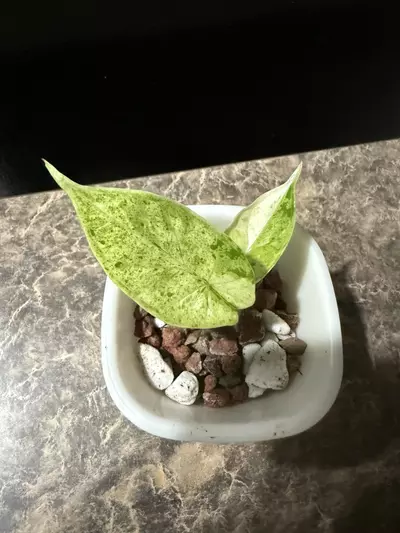 plant/Alocasia Dragon Scale Mint-2-thumbnail