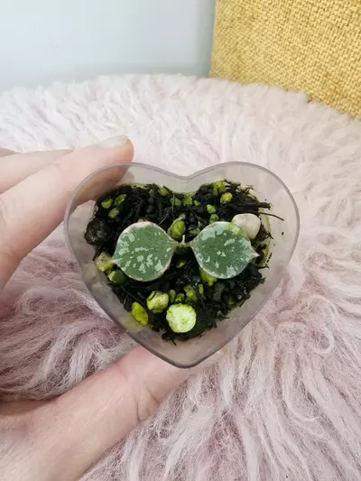 plant/Hoya curtsii albomarginata-1-thumbnail