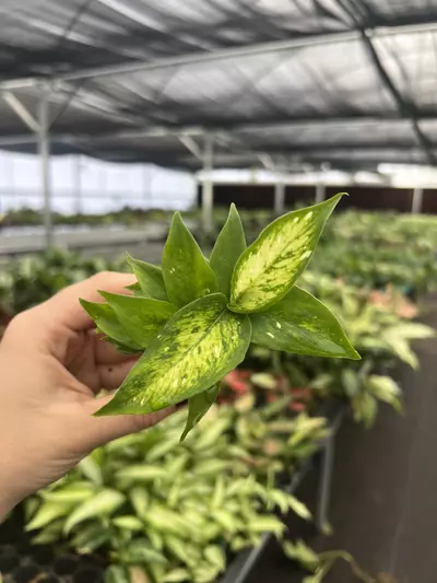 plant/Dieffenbachia Carina Starter plant Growers Choice-0-thumbnail