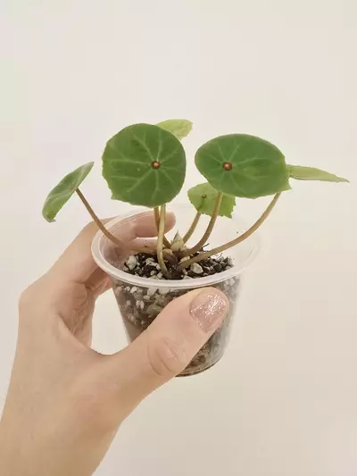 plant/Begonia Conchifolia | Red Ruby-2-thumbnail