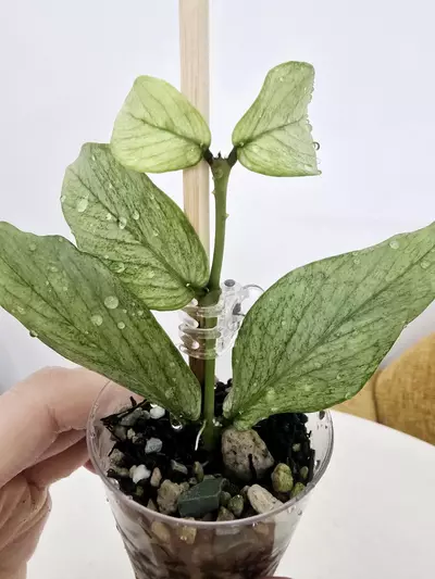 plant/Hoya Polyneura Silver Broget-0-thumbnail