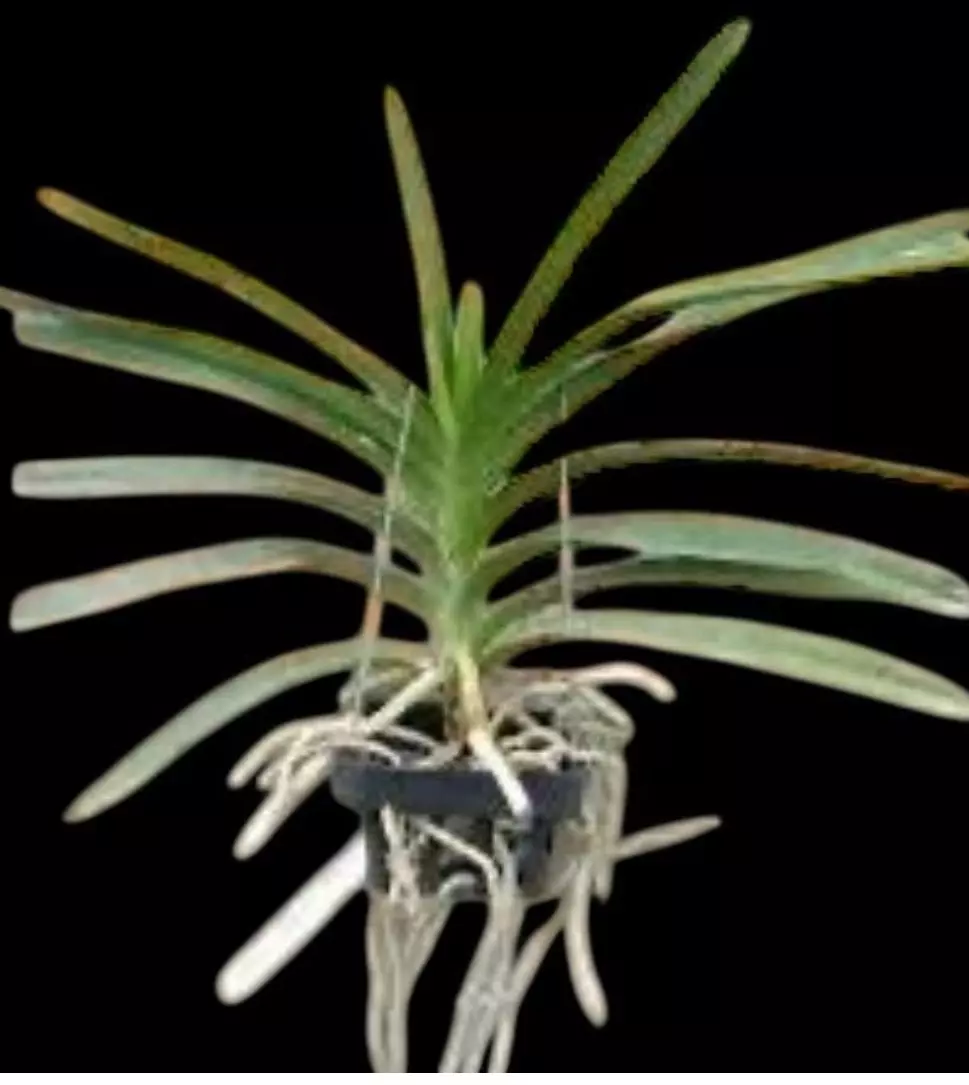 plant/Vanda black star orchid- blooming size-1