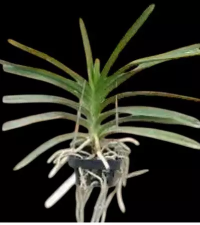 plant/Vanda black star orchid- blooming size-1-thumbnail