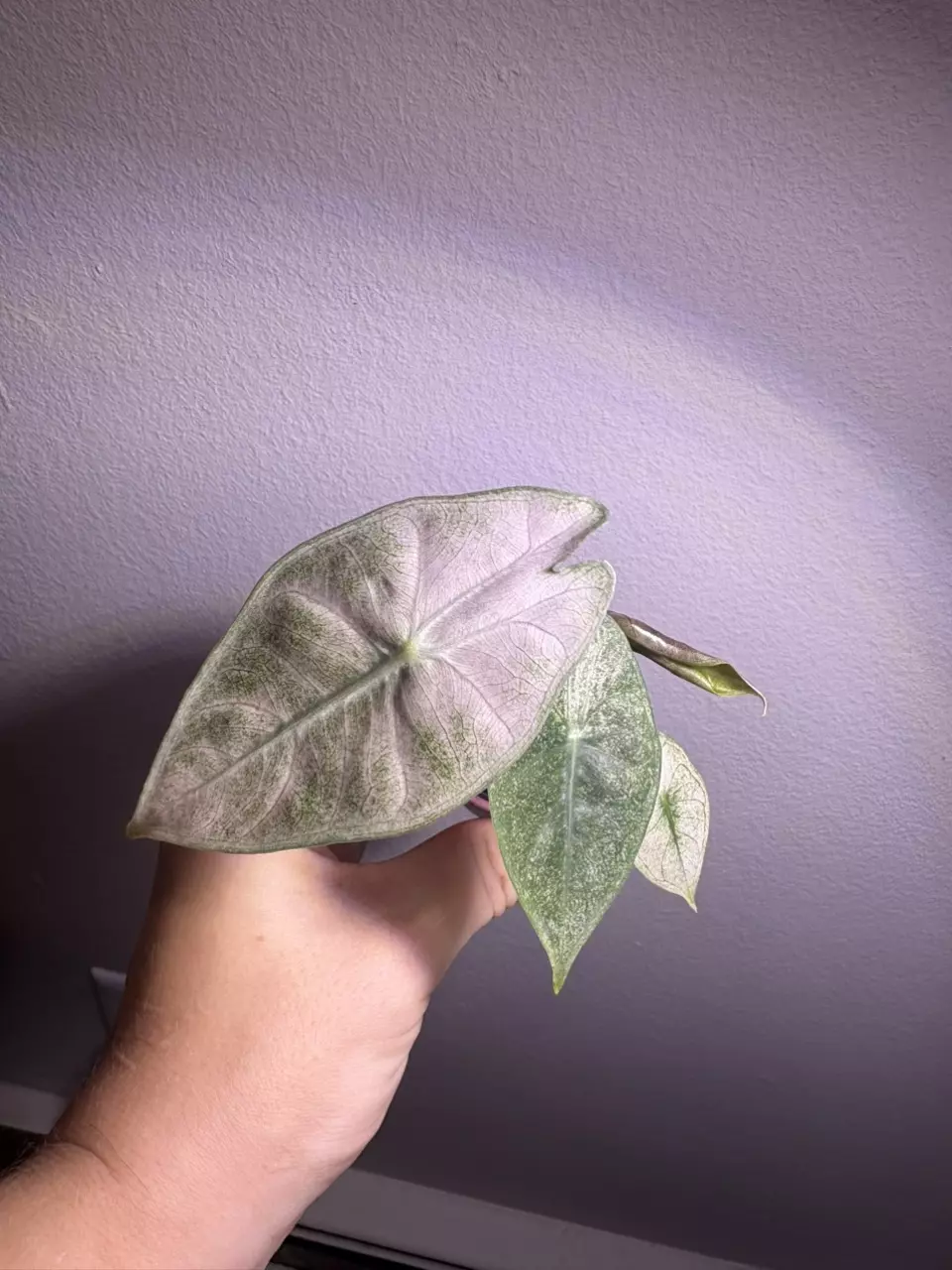 plant/✨Alocasia Pink Dragon Silver✨-0