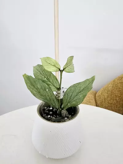 plant/Hoya Polyneura Silver Broget-2-thumbnail