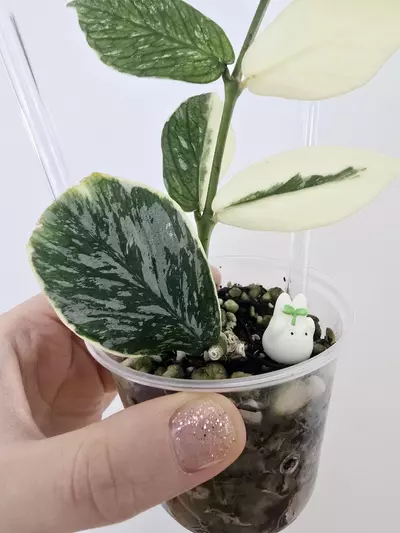 plant/Hoya Polyneura Jasminka (Plant B)-3-thumbnail