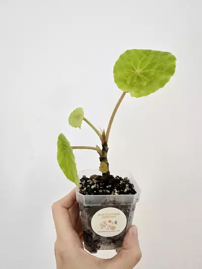 plant/Begonia Peltata-5-thumbnail