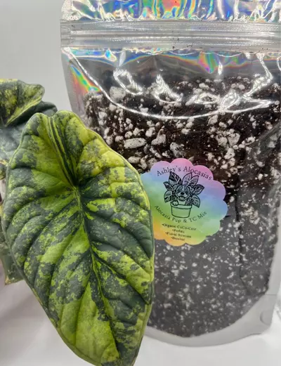 plant/10oz TC & Alocasia Pup Mix-2-thumbnail