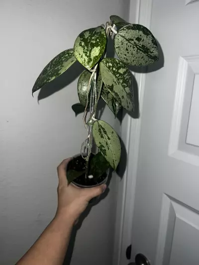 plant/KSB 08 *silver-1-thumbnail