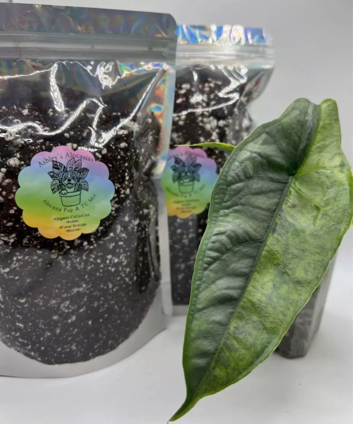 plant/10oz TC & Alocasia Pup Mix-0