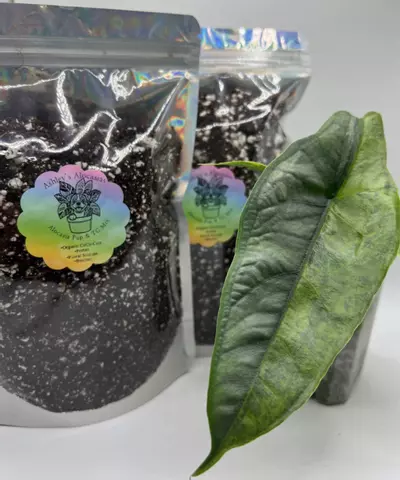 plant/10oz TC & Alocasia Pup Mix-0-thumbnail
