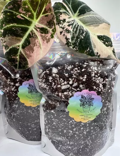 plant/10oz TC & Alocasia Pup Mix-3-thumbnail