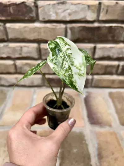 plant/Alocasia Longiloba Albo-0-thumbnail