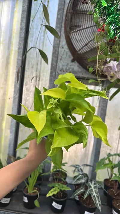 plant/Pothos São Paulo 4”-0-thumbnail