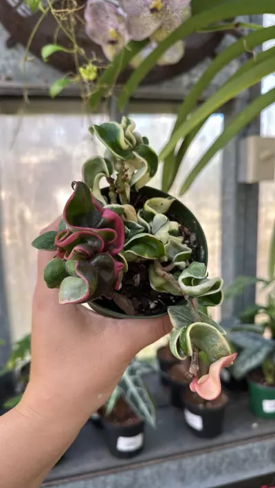 plant/499 Hoya Variegated Compacta-0-thumbnail