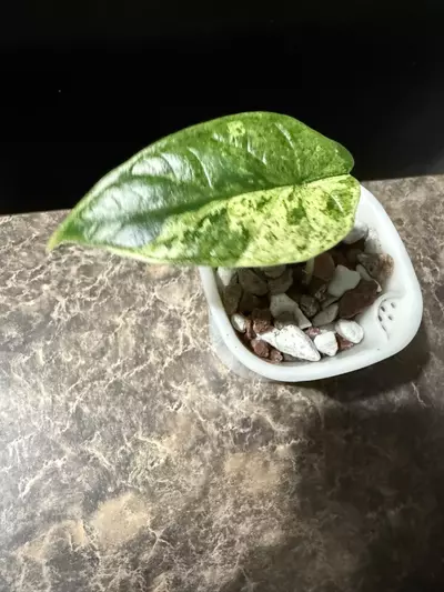 plant/Alocasia Dragon Scale Mint-0-thumbnail