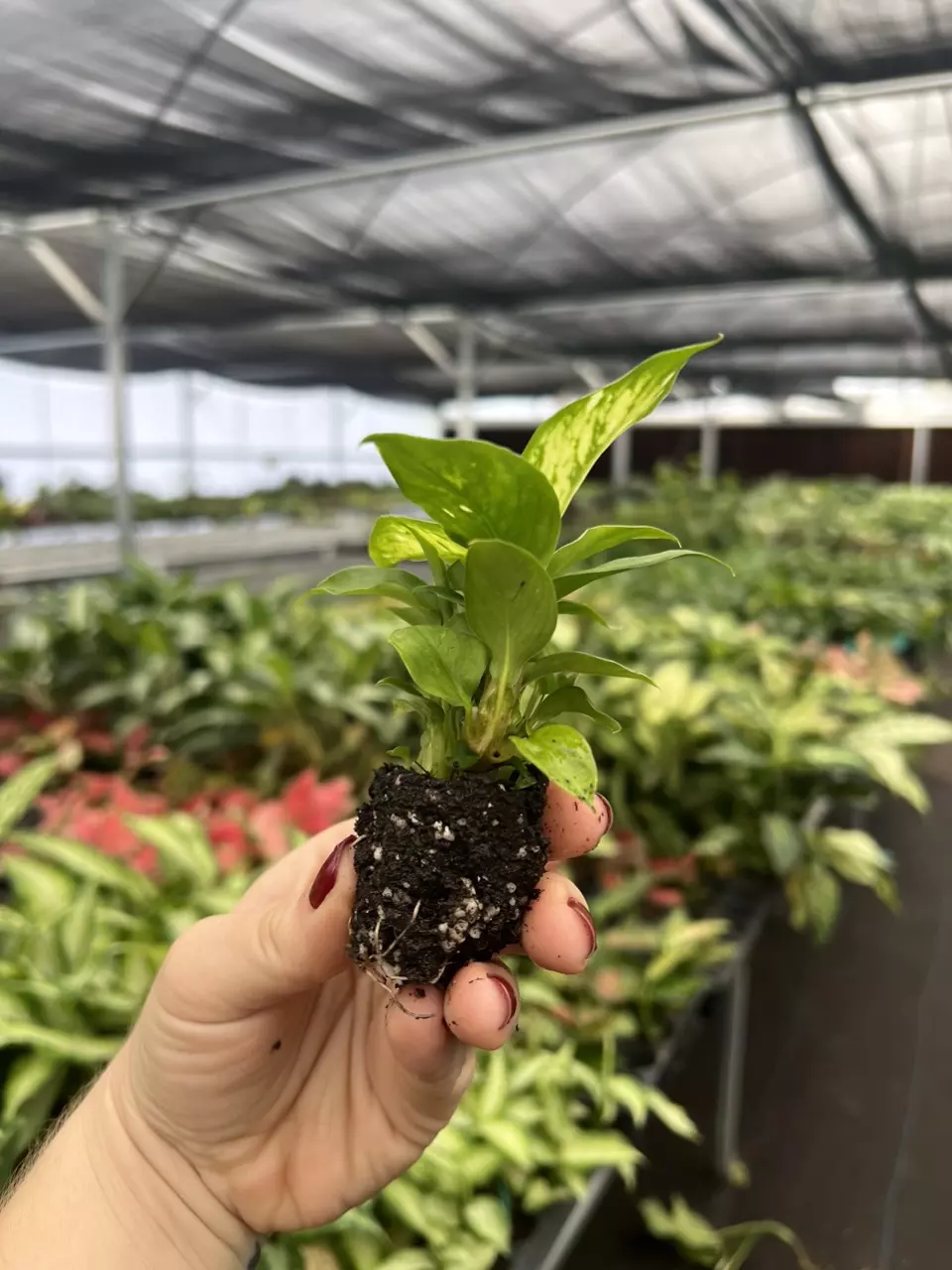 plant/Dieffenbachia Carina Starter plant Growers Choice-6