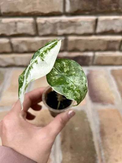 plant/Alocasia Longiloba Albo-2-thumbnail