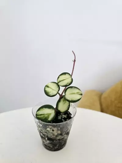 plant/Hoya Mathilde Variegated-3-thumbnail