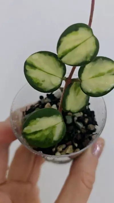 plant/Hoya Mathilde Variegated-1-thumbnail