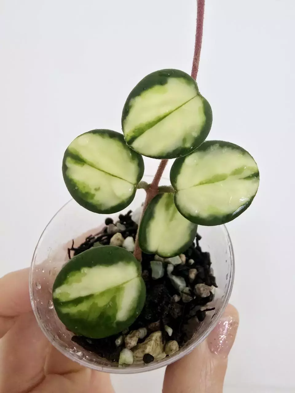 plant/Hoya Mathilde Variegated-0