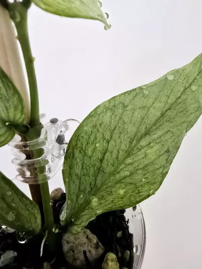 plant/Hoya Polyneura Silver Broget-6-thumbnail