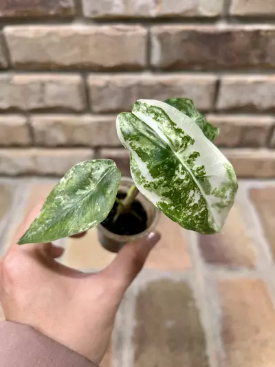 plant/Alocasia Longiloba Albo-1-thumbnail