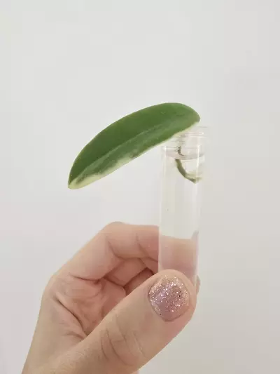 plant/Hoya Lyi Prism-1-thumbnail