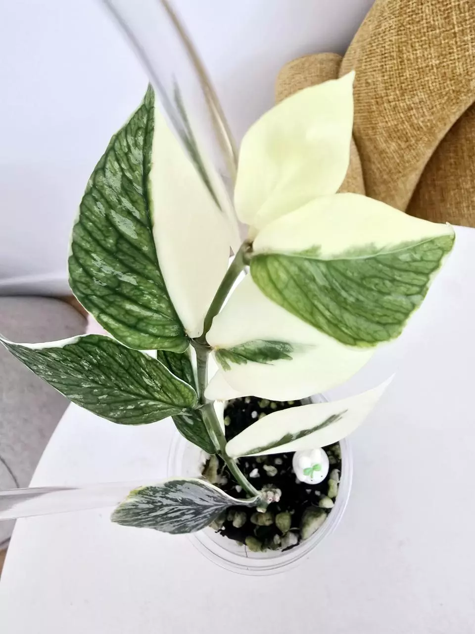 plant/Hoya Polyneura Jasminka (Plant B)-6