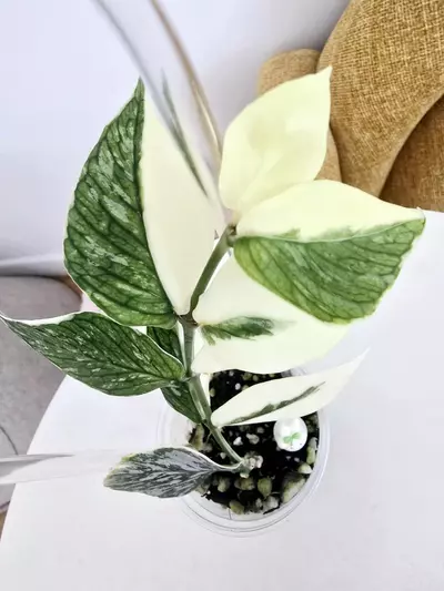 plant/Hoya Polyneura Jasminka (Plant B)-6-thumbnail