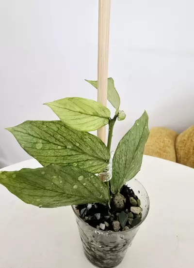 plant/Hoya Polyneura Silver Broget-4-thumbnail